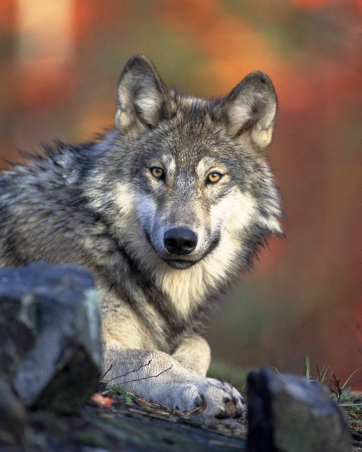 A gray wolf in 2008. The only wolf populations to have protection going forward would be Mexican wolves in southern Arizona and New Mexico.