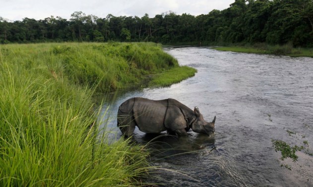 Nepal's rhino numbers rise steadily thanks to anti-poaching measures