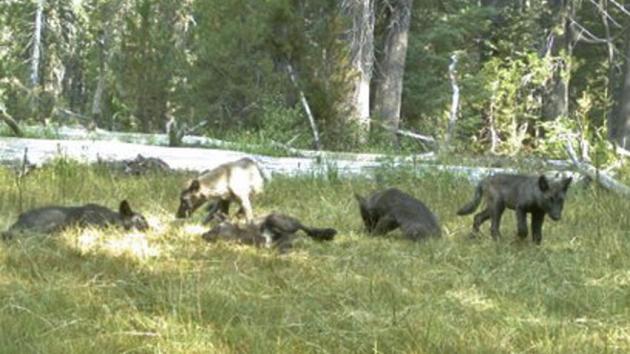 Five gray wolf pups captured on a trail camera in Northern California in early August are members of the first established pack in the state in decades. (California Department of Fish and Wildlife)