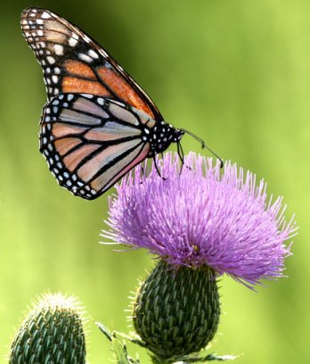 The monarch population has declined with extreme weather and changes in farming that have diminished its source of food. Credit Travis Morisse/ The Hutchinson News via Associated Press
