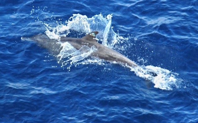 src.adapt.960.high.20131108-dolphins.1383959976948